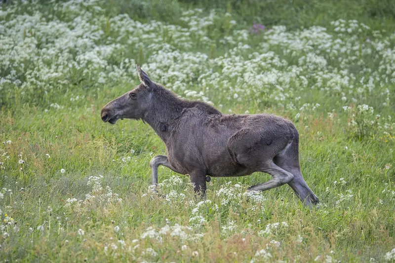 The moose