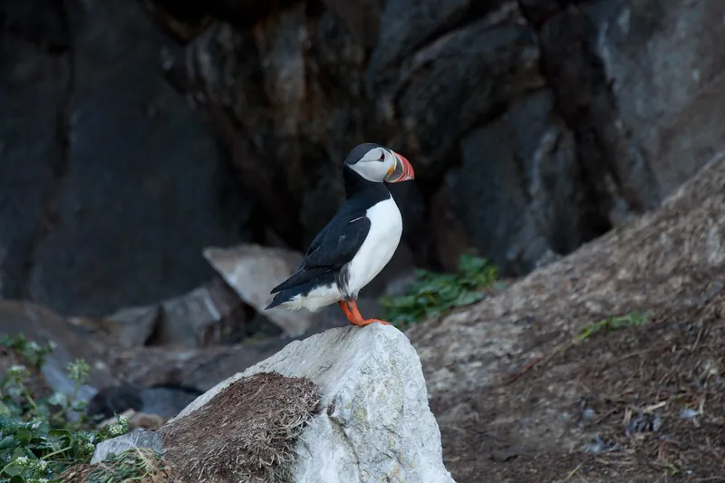 Puffins and seabirds