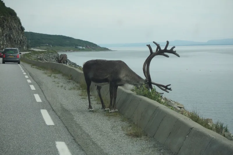 Reindeer