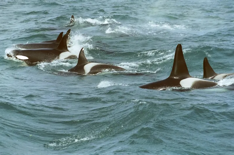Whales and orcas