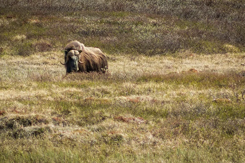 Dovrefjell and its musk oxen