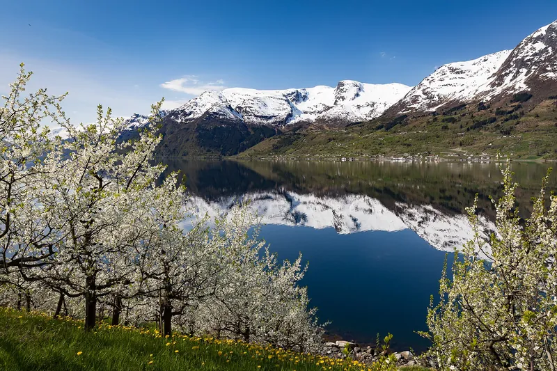 Der Hardangerfjord