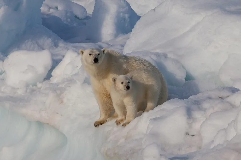 Polar bears: the rule