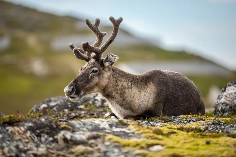 Sámi country: Karasjok and Kautokeino